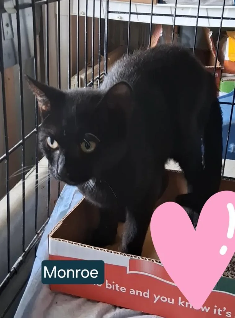 Monroe