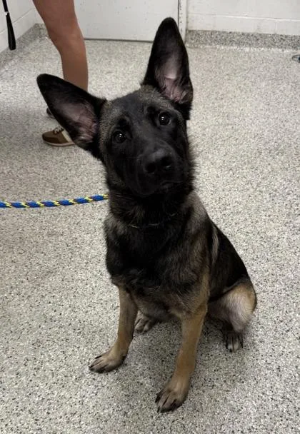 A young large-sized male Black German Shepherd Dog dog named Ragnar for adoption in Kansas City, MO