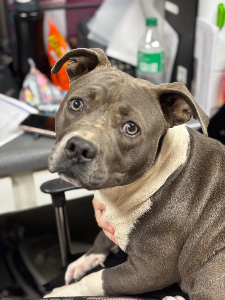 A young large-sized male Pit Bull Terrier dog named JacksonIce for adoption in Hopkinsville, KY