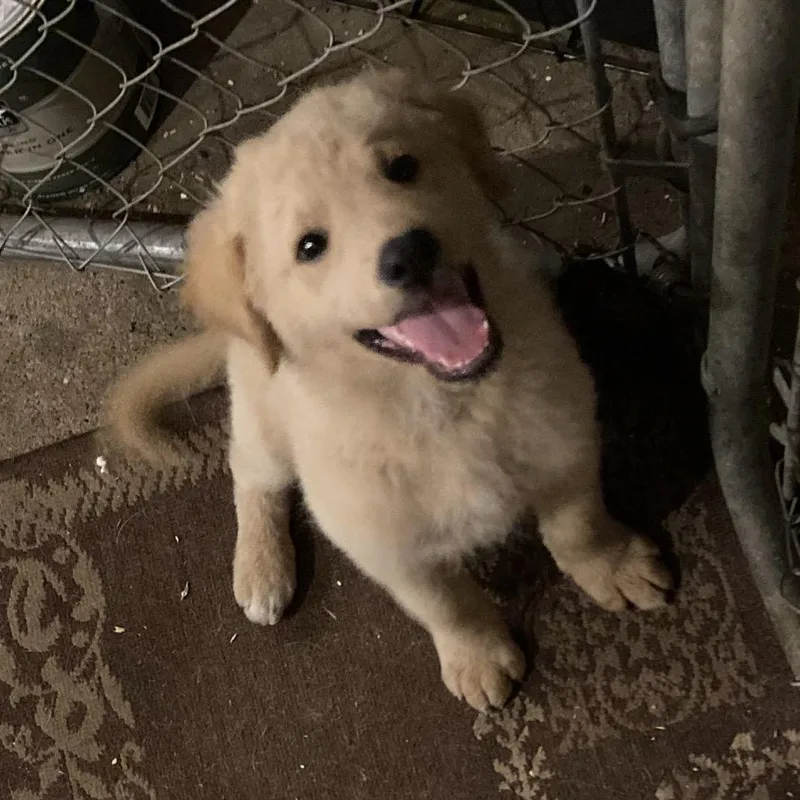 A baby large-sized male Yellow / Tan / Blond / Fawn Poodle dog named Ross for adoption in Grand Rapids, MN
