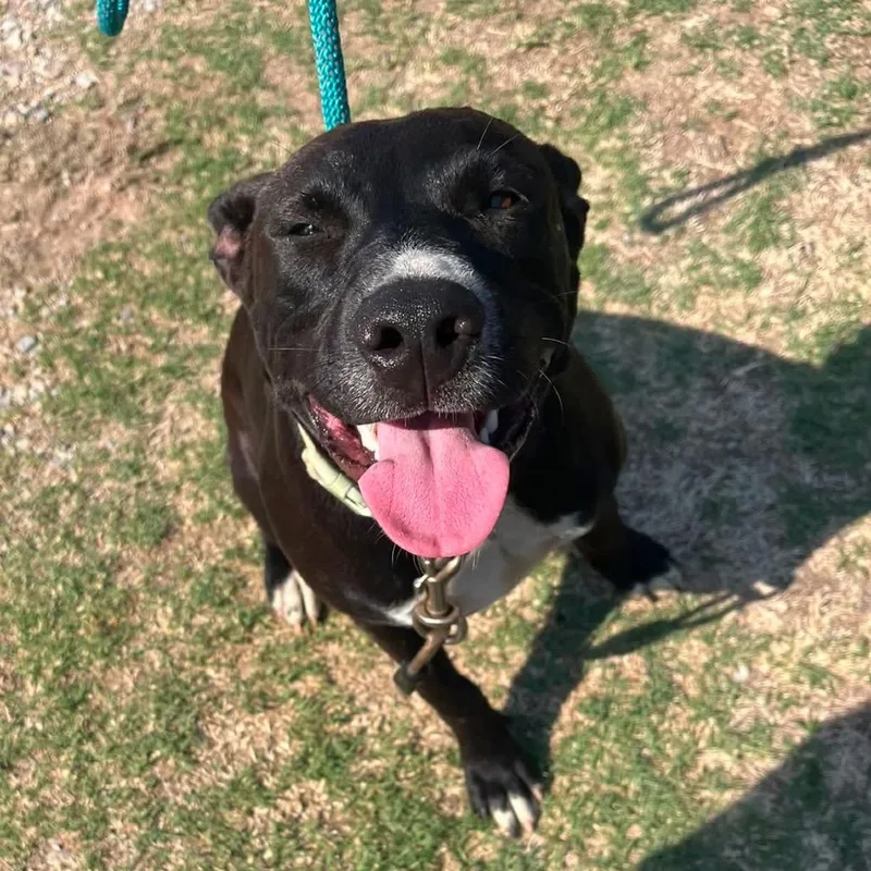 A young medium-sized male Black Mixed Breed dog named West for adoption in Pauls Valley, OK