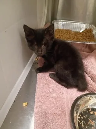 A baby small-sized male Domestic Short Hair cat named Dawn for adoption in Atlanta, GA
