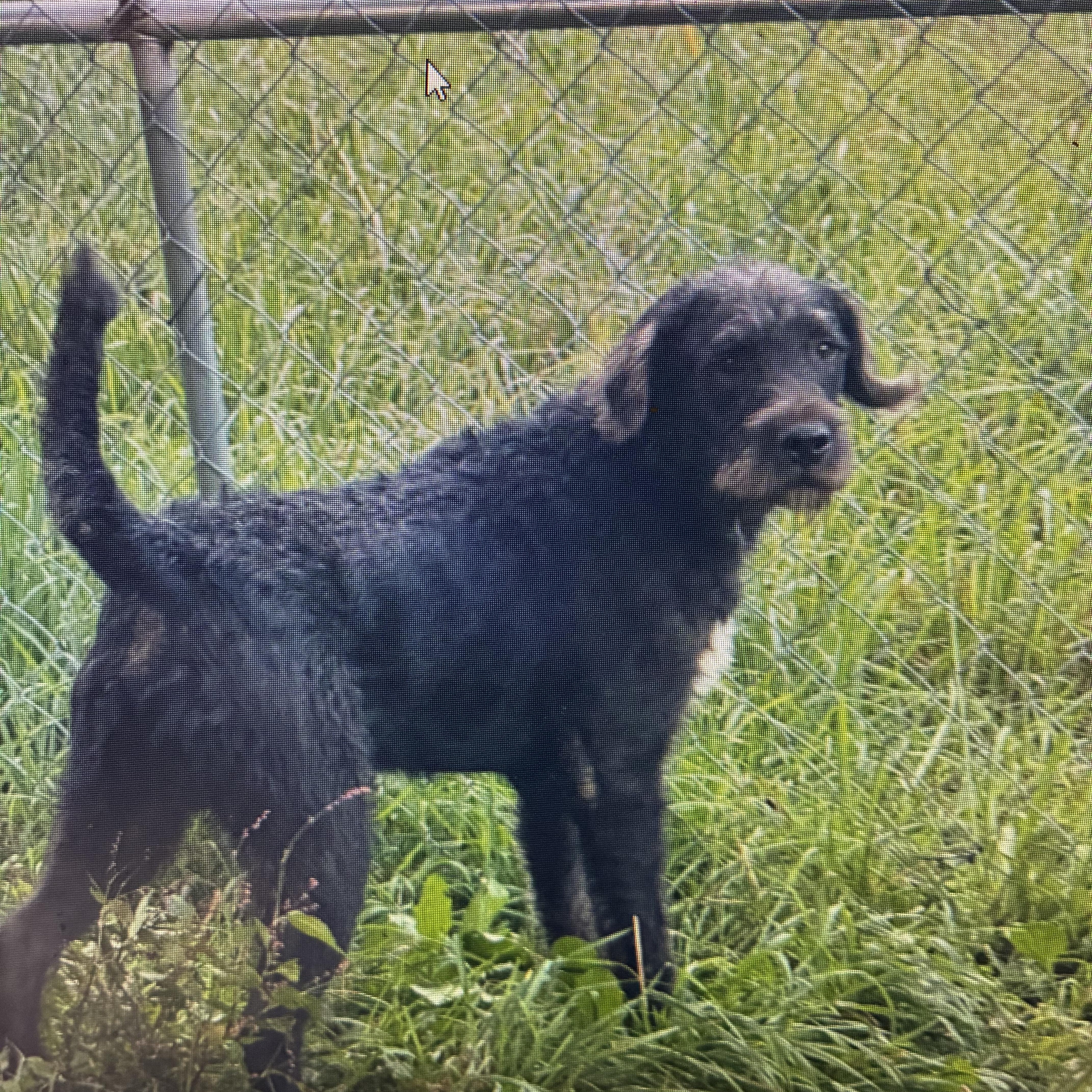 A young large-sized male Labradoodle dog named Zane for adoption in Indiana, PA