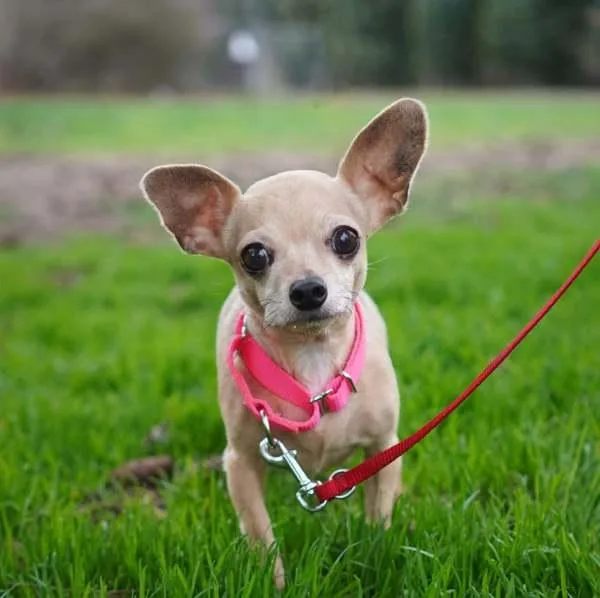 A senior small-sized female Chihuahua dog named Millie for adoption in Vancouver, WA
