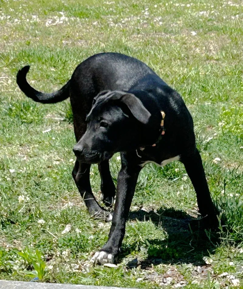 A young large-sized female Black Labrador Retriever dog named Sox Lab Mix Puppy. for adoption in Charlottesville, VA