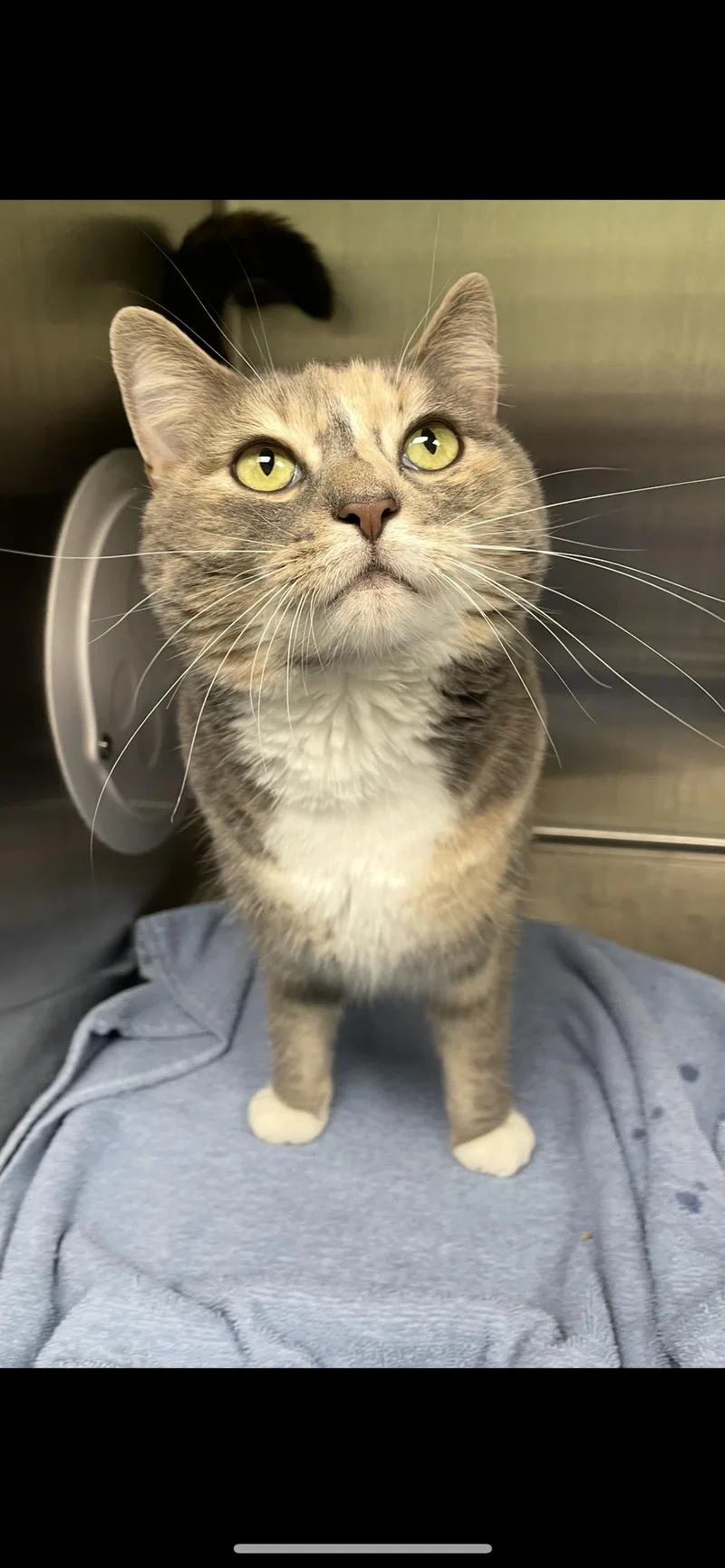 An adult medium-sized female Calico cat named Pumpkin for adoption in Georgetown, KY
