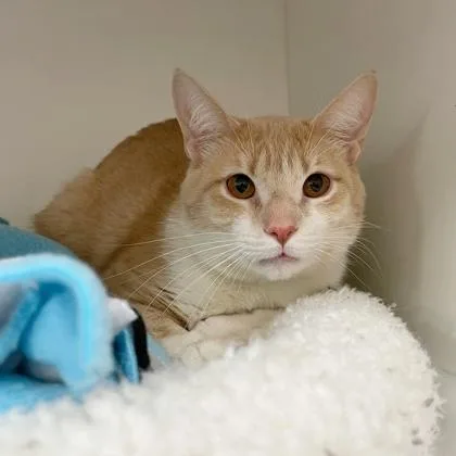 A young small-sized male Domestic Short Hair cat named Lee for adoption in Wheaton, IL