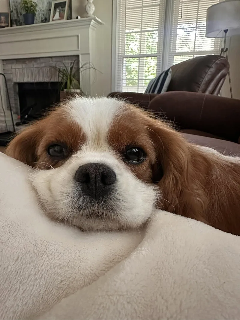 An adult small-sized female Cavalier King Charles Spaniel dog named Katana for adoption in Anniston, AL