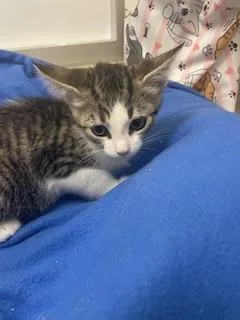 A baby small-sized female Brown / Chocolate Tabby cat named Star for adoption in Parlier, CA