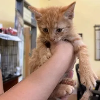 A baby small-sized male Orange / Red Domestic Short Hair cat named Scott Pilgrim for adoption in Lynchburg, VA