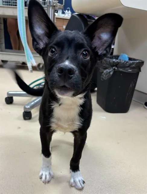 A baby small-sized male Australian Shepherd dog named Mario for adoption in Olivette, MO