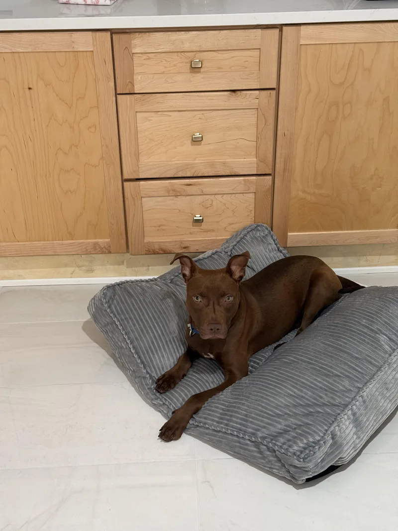 A baby medium-sized male Chocolate Labrador Retriever dog named Vinny for adoption in tampa, FL