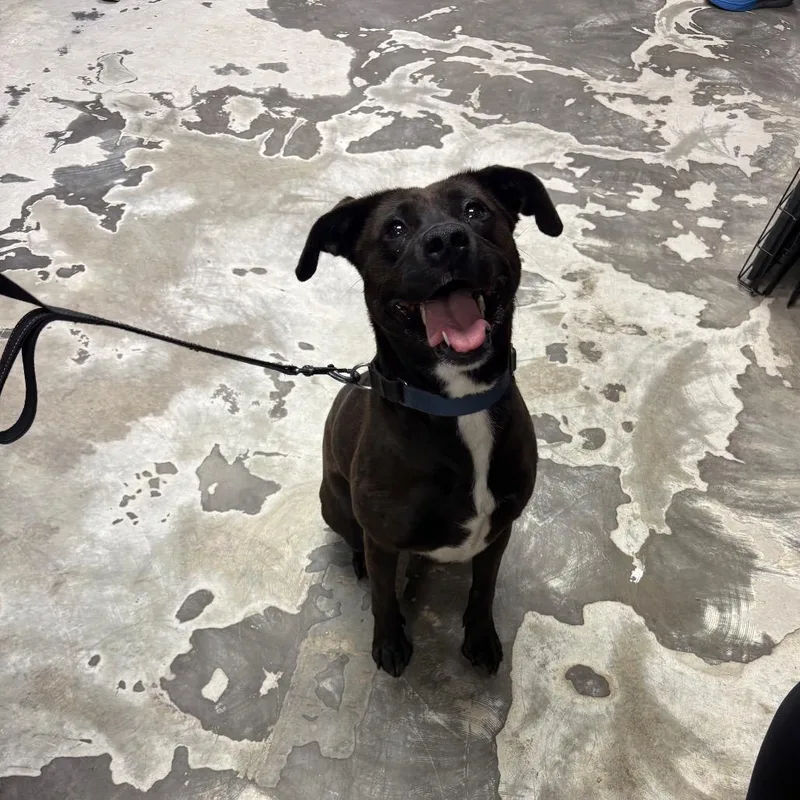 A young medium-sized female Black Mixed Breed dog named Lizzette for adoption in Spokane, WA