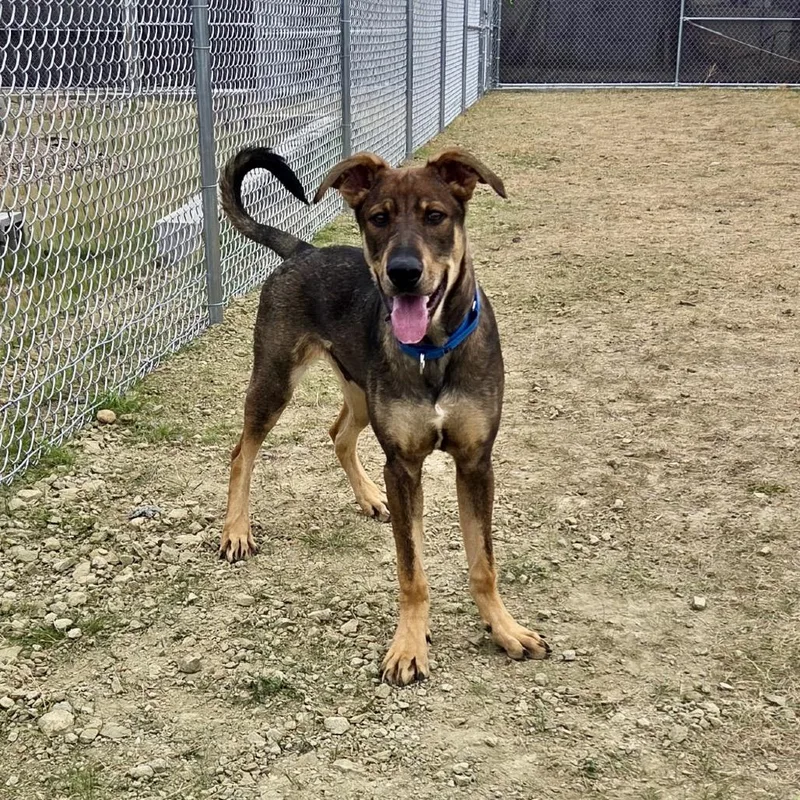 A young medium-sized male German Shepherd Dog dog named Prank for adoption in Great Falls, MT