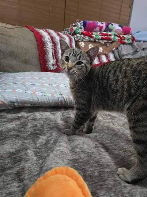 A young small-sized female Domestic Short Hair cat named Ricky for adoption in Indianapolis, IN