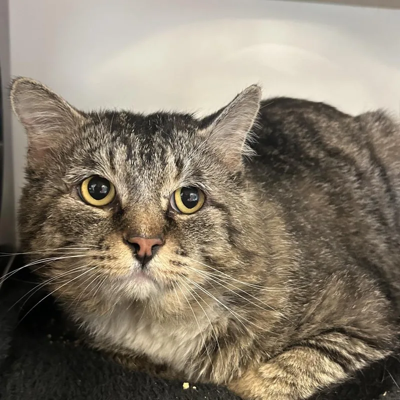 An adult large-sized male Brown / Chocolate Domestic Medium Hair cat named Vader for adoption in Park City, UT