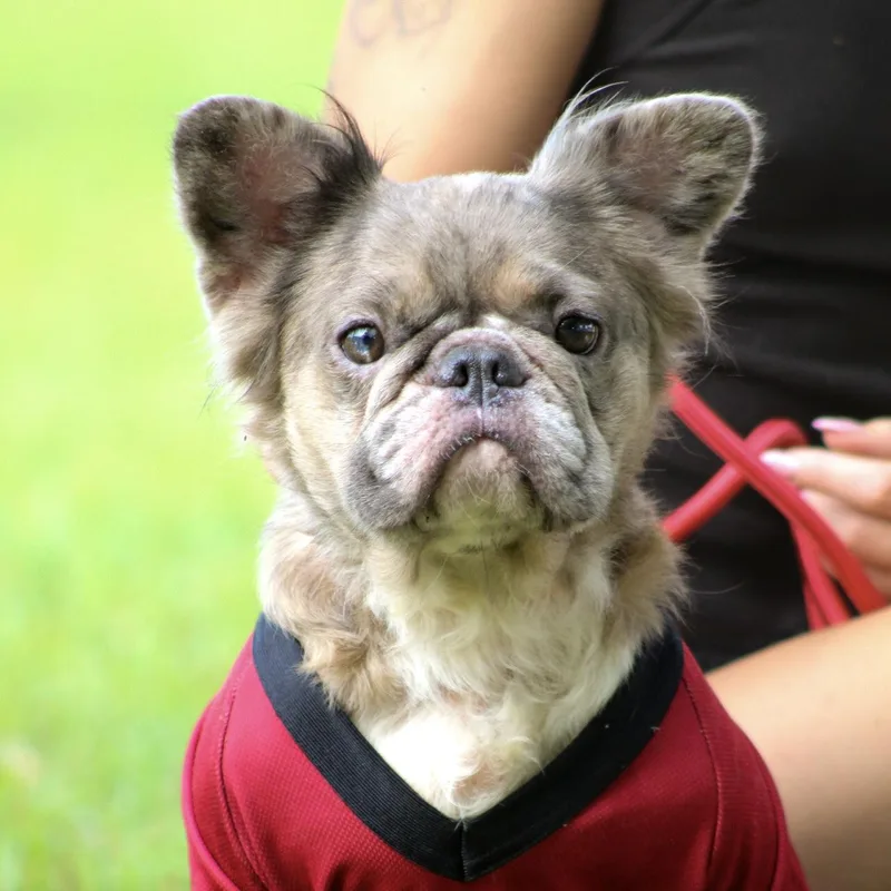 An adult small-sized female Gray / Blue / Silver French Bulldog dog named Ferris Wheel for adoption in Columbia, SC