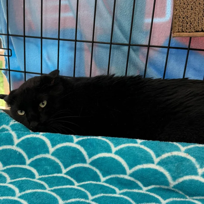 An adult large-sized male Black Domestic Short Hair cat named Darrel for adoption in Deerfield, IL