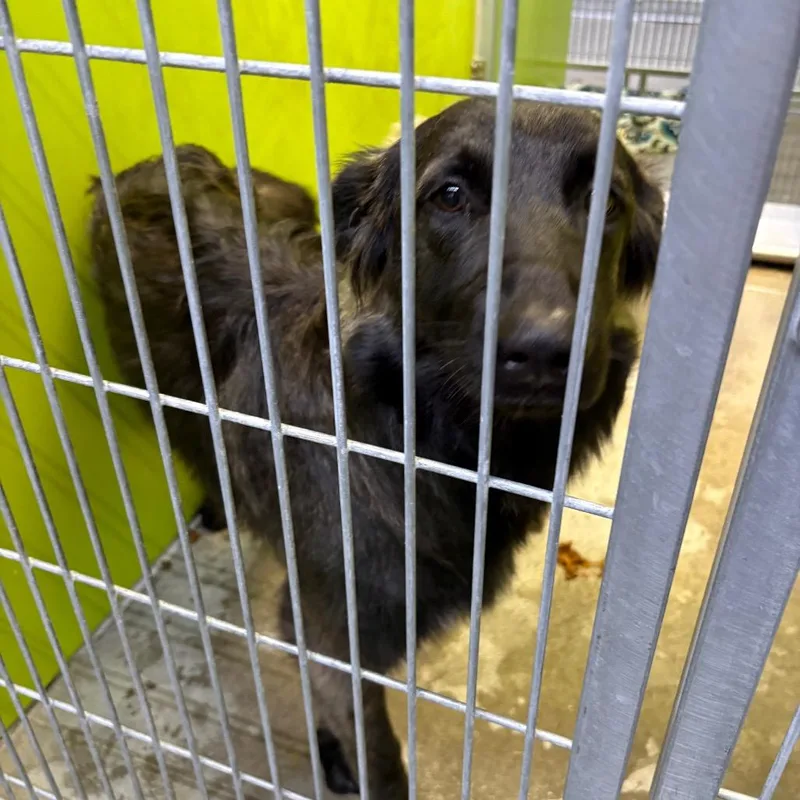 A young medium-sized female Border Collie dog named Bea for adoption in San Jacinto, CA