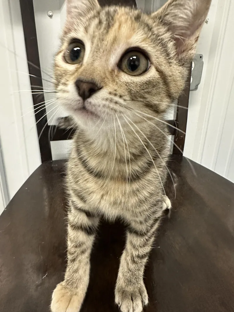 A young small-sized female Tabby (Buff / Tan / Fawn) Domestic Short Hair cat named Focaccia for adoption in Webster City, IA