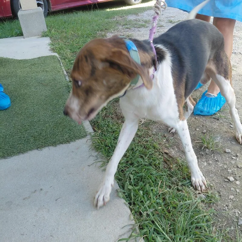 An adult medium-sized male Black Coonhound dog named Copper for adoption in LOXAHATCHEE, FL