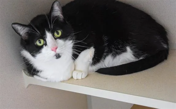 An adult small-sized female Domestic Short Hair cat named Sora for adoption in Loveland, CO