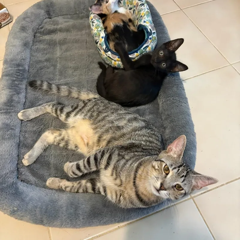 A baby small-sized male Calico Domestic Short Hair cat named The Found Family Trio for adoption in Boca Raton, FL