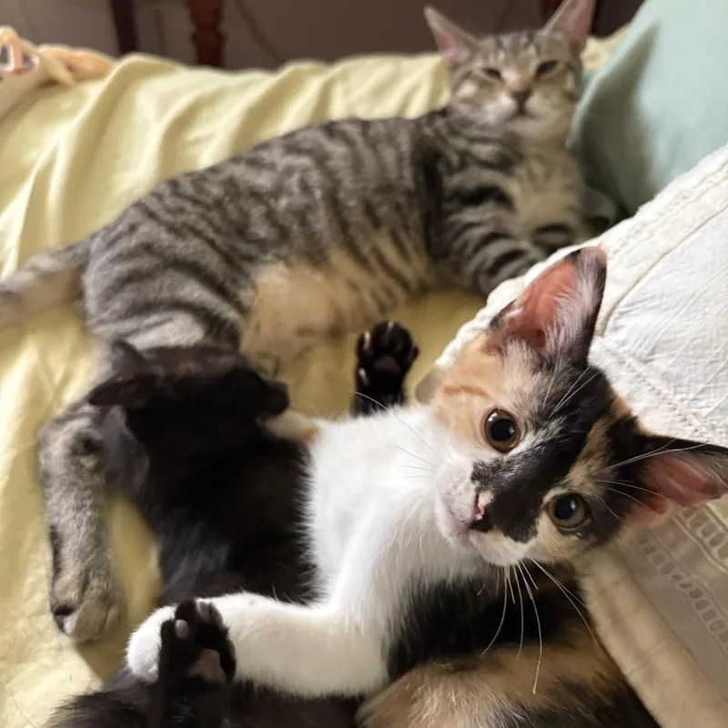 The Found Family Trio thumbnail 4