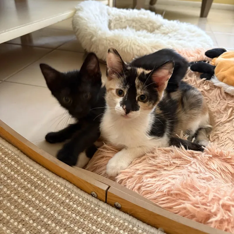 The Found Family Trio thumbnail 5