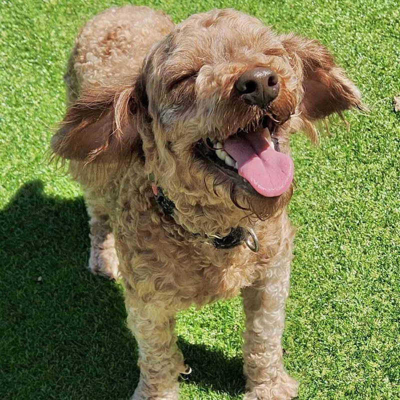 An adult small-sized male Black Poodle dog named Jupiter for adoption in Long Island City, NY