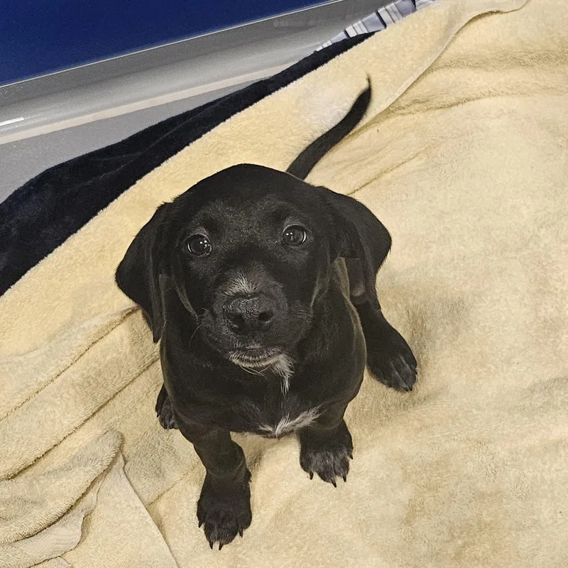 A baby medium-sized female Black Hound dog named Ingrid for adoption in Kalamazoo, MI