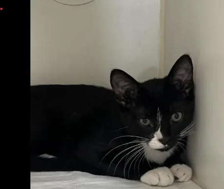 A baby small-sized male Domestic Short Hair cat named Orpheus for adoption in Jacksonville, FL