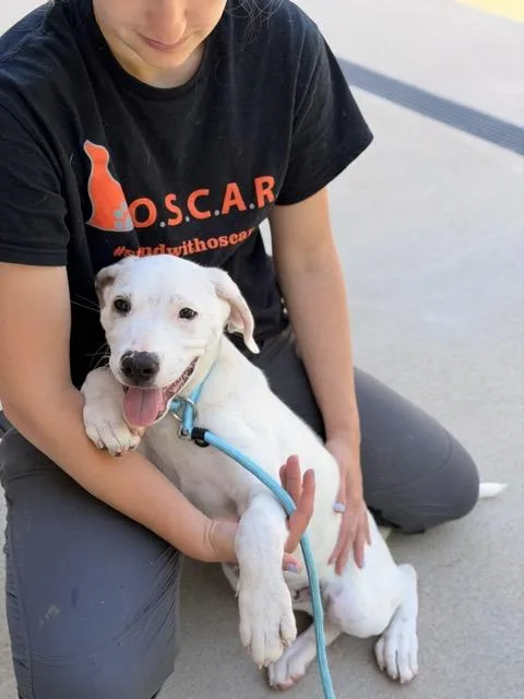 A baby medium-sized male Shepherd dog named Roman for adoption in Sparta, NJ