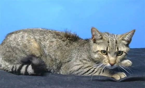 A young medium-sized male Domestic Short Hair cat named A for adoption in Gardena, CA