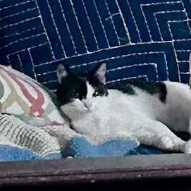 A young small-sized female Black Domestic Short Hair cat named Baby Ruth for adoption in League City, TX