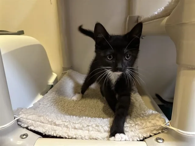 Sylvester