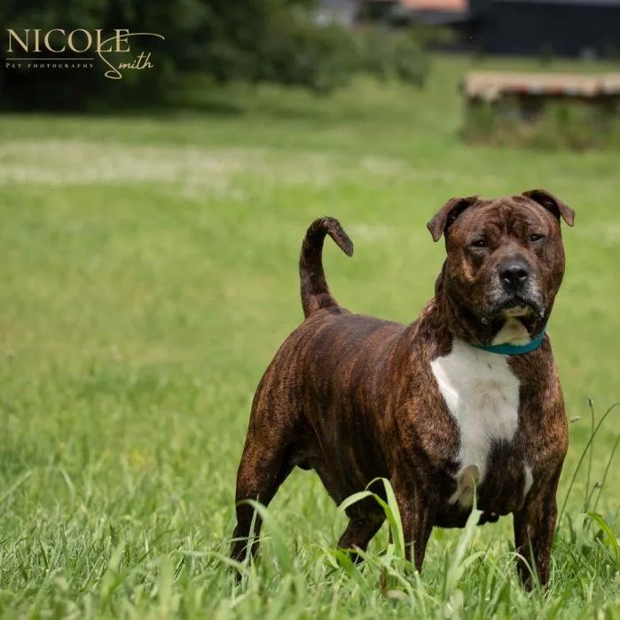 An adult large-sized male Pit Bull Terrier dog named Rhyder for adoption in Henderson, KY