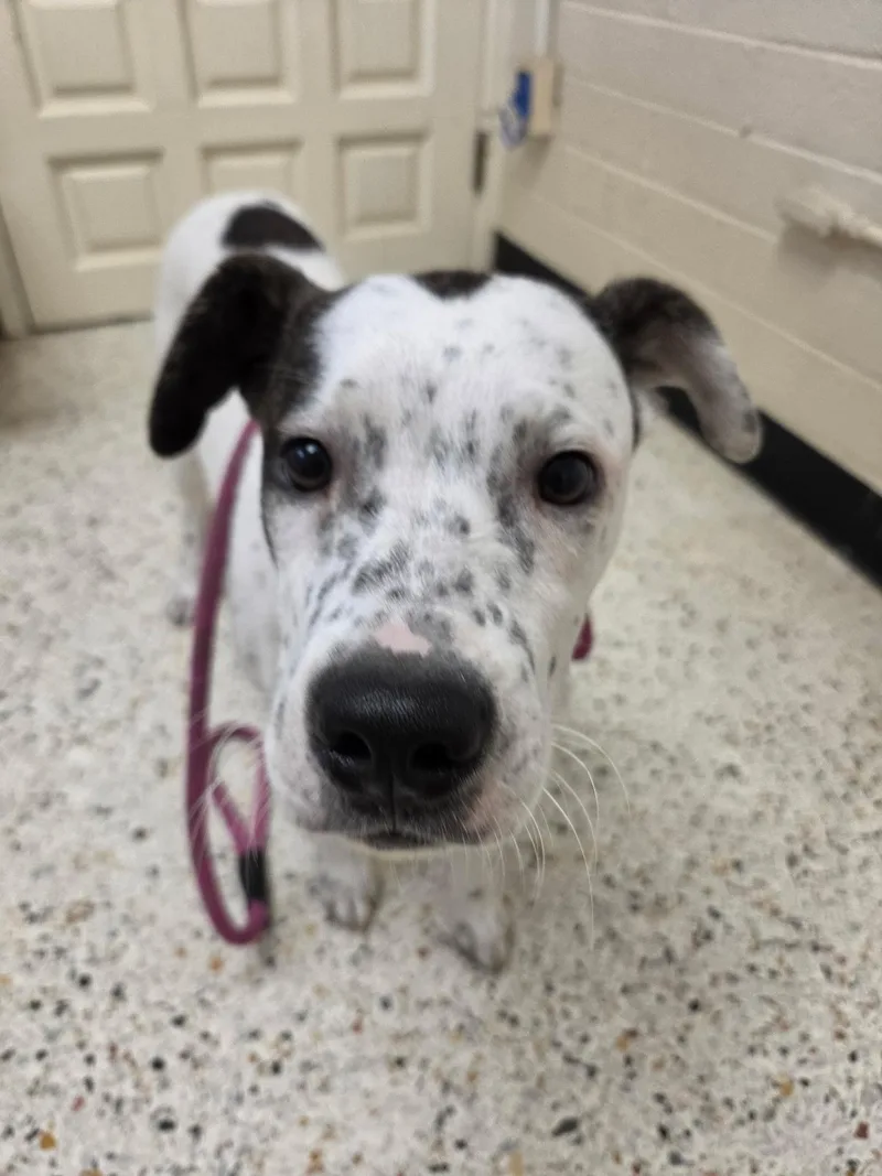 A young medium-sized male White / Cream Australian Cattle Dog / Blue Heeler dog named Kain for adoption in Rocky Mount, NC