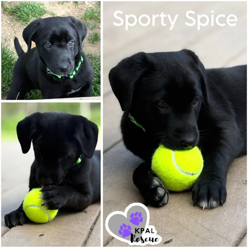 A baby large-sized female Tricolor (Brown, Black, & White) Mixed Breed dog named Sporty Spice Spice for adoption in Kenai, AK