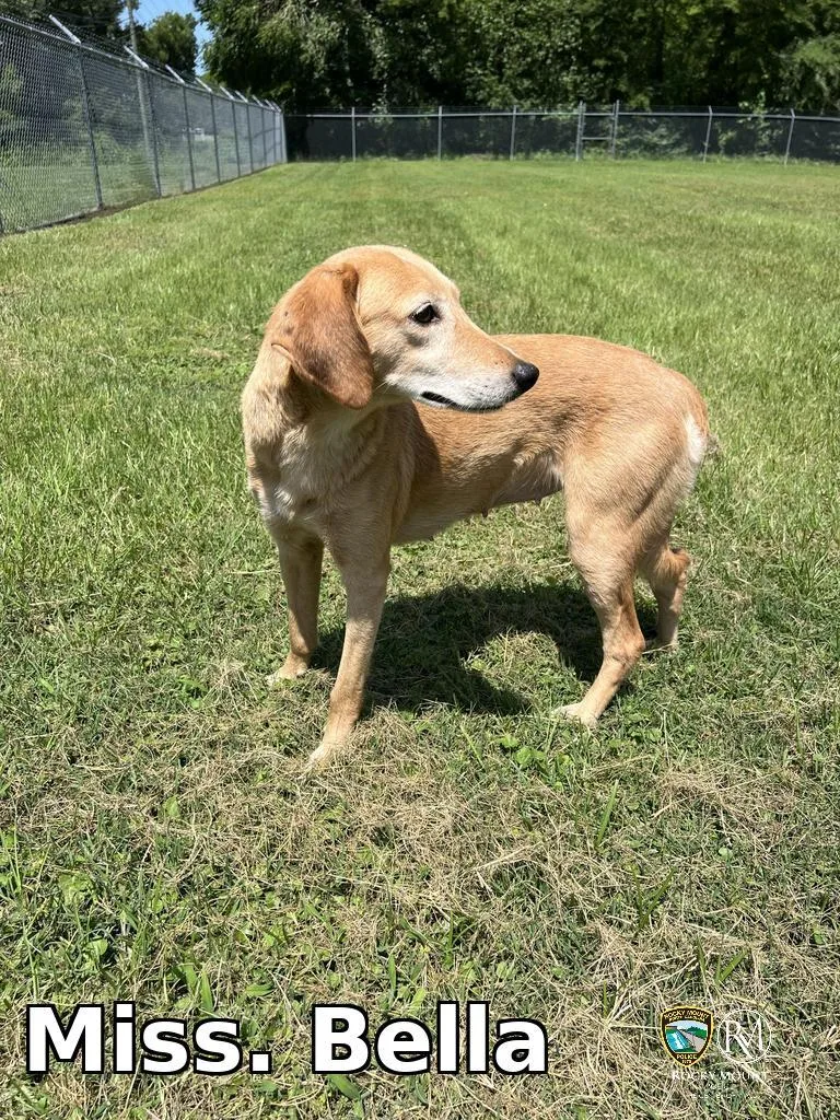 An adult medium-sized female Hound dog named Miss. Bella for adoption in Rocky Mount, NC