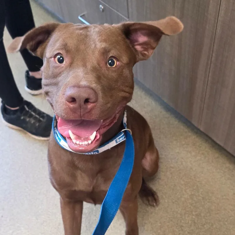 A young medium-sized male Brown / Chocolate Labrador Retriever dog named Diesel for adoption in Council Bluffs, IA