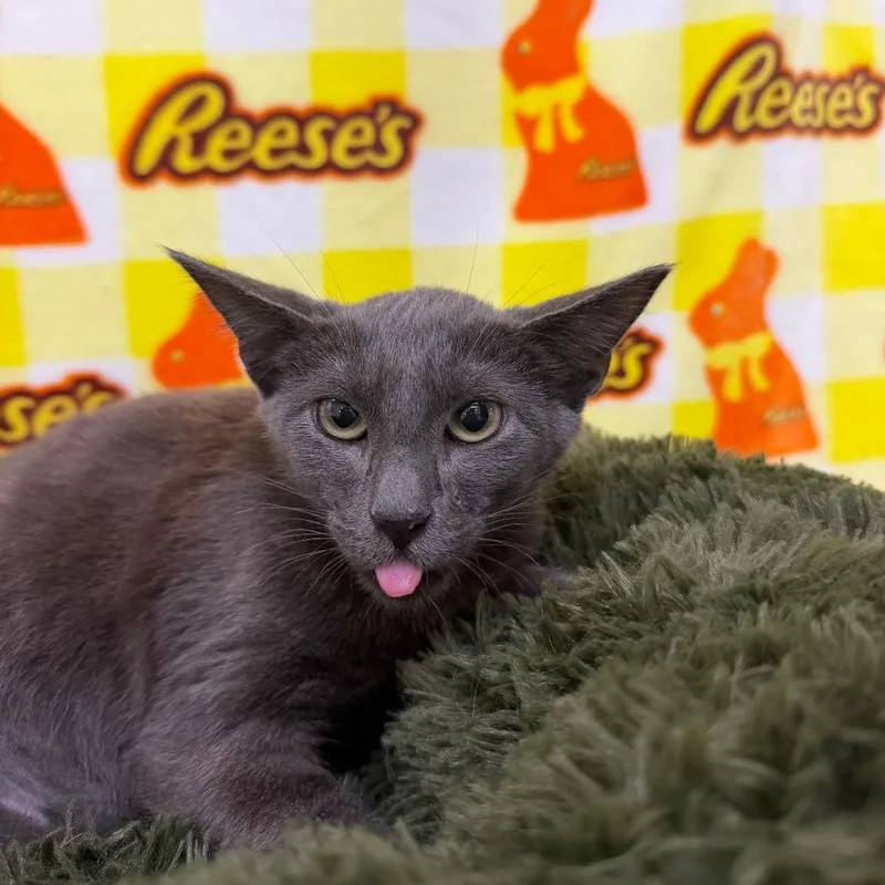 A baby small-sized male Gray / Blue / Silver Domestic Short Hair cat named Allen for adoption in Deerfield, IL