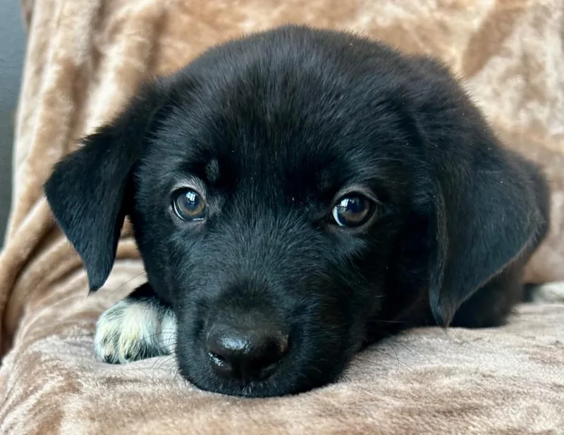 A baby large-sized male German Shepherd Dog dog named Braven for adoption in Cottonwood, AZ