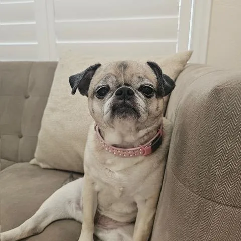 Lulu