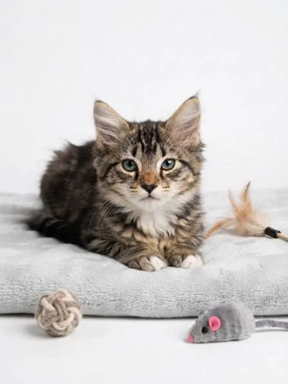 A baby small-sized male Domestic Medium Hair cat named Pinky for adoption in Cumming, GA