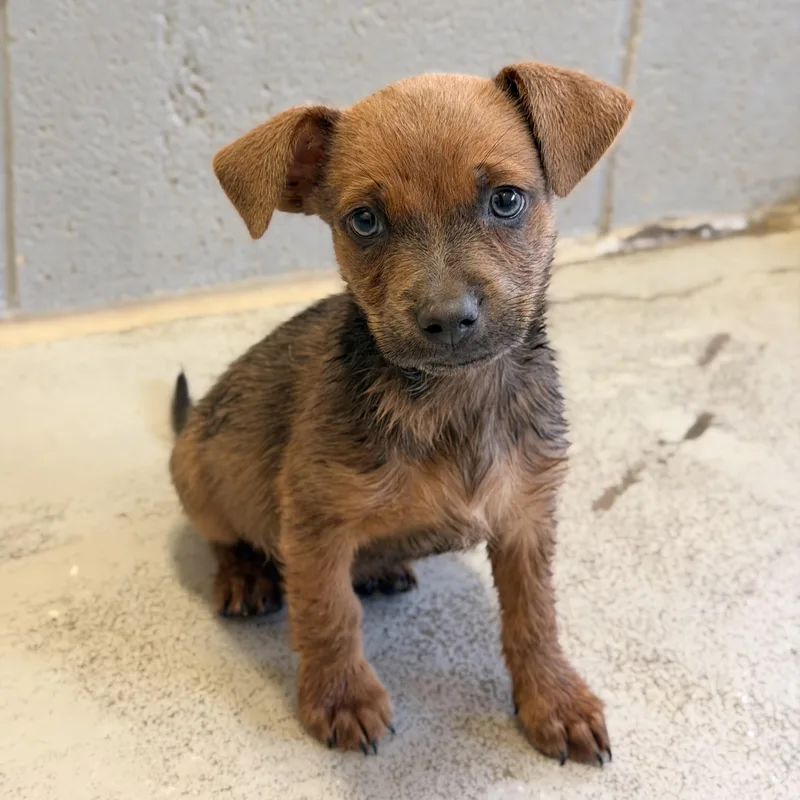 A baby small-sized male Terrier dog named Peanut for adoption in Marfa, TX