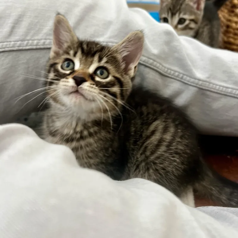 A baby small-sized female Gray / Blue / Silver Domestic Short Hair cat named Baby Guinnes for adoption in Juno Beach, FL