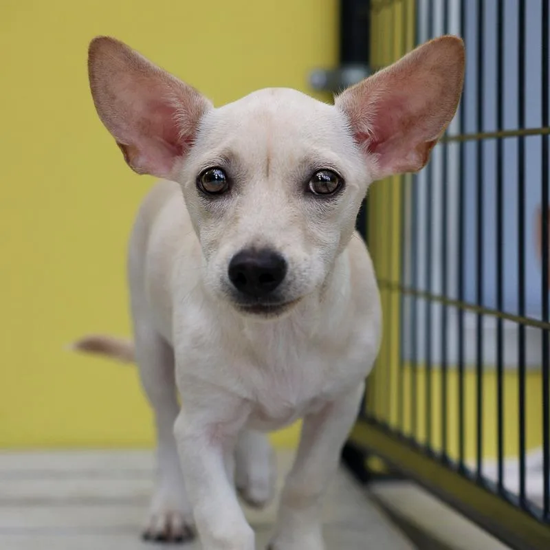 A baby small-sized female White / Cream Chihuahua dog named Bitty for adoption in Bradenton, FL