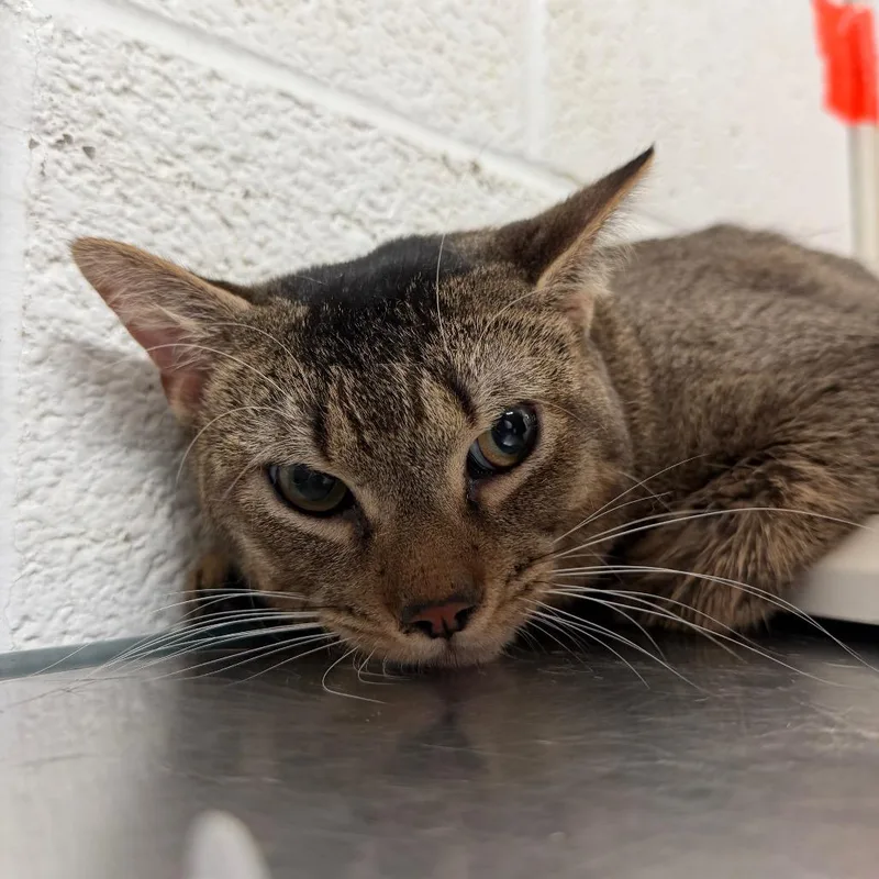 An adult medium-sized male Gray / Blue / Silver Domestic Short Hair cat named Benedict for adoption in Edinburg, TX