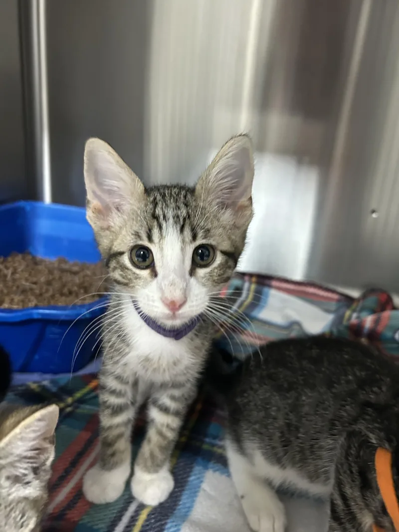 A baby small-sized male Domestic Short Hair cat named Chewie for adoption in Chico, CA